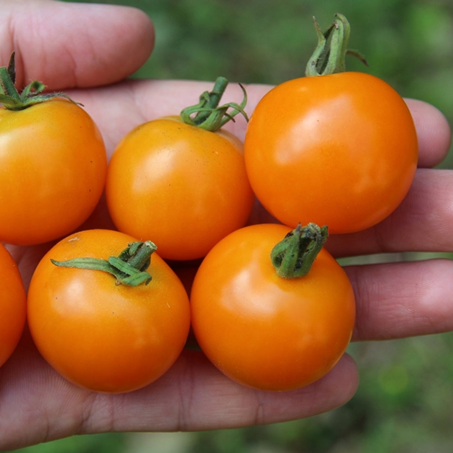 Tomatoes Sun Gold