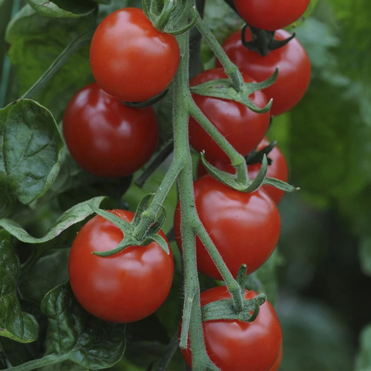 Tomatoes Supersweet