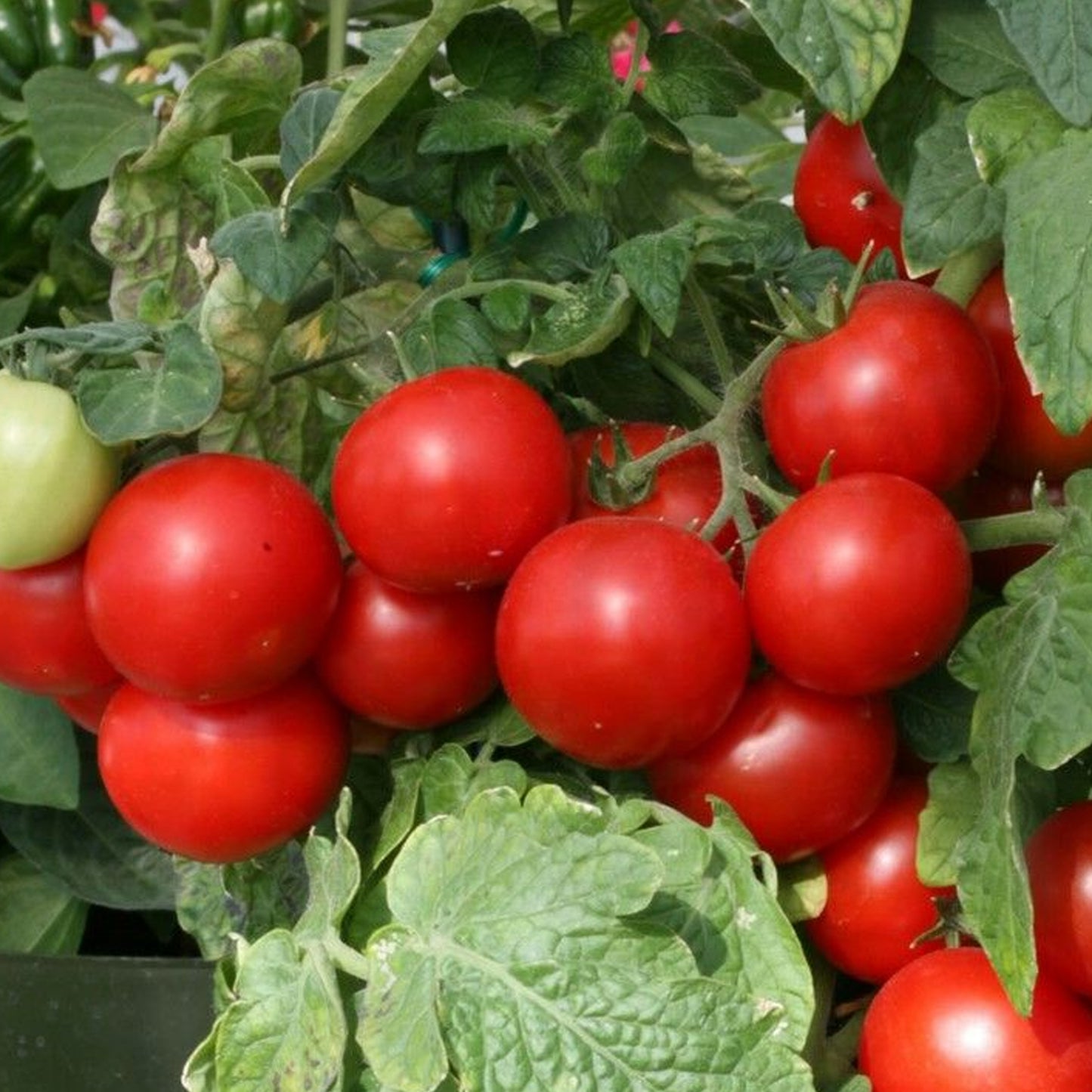 Tomatoes Totem