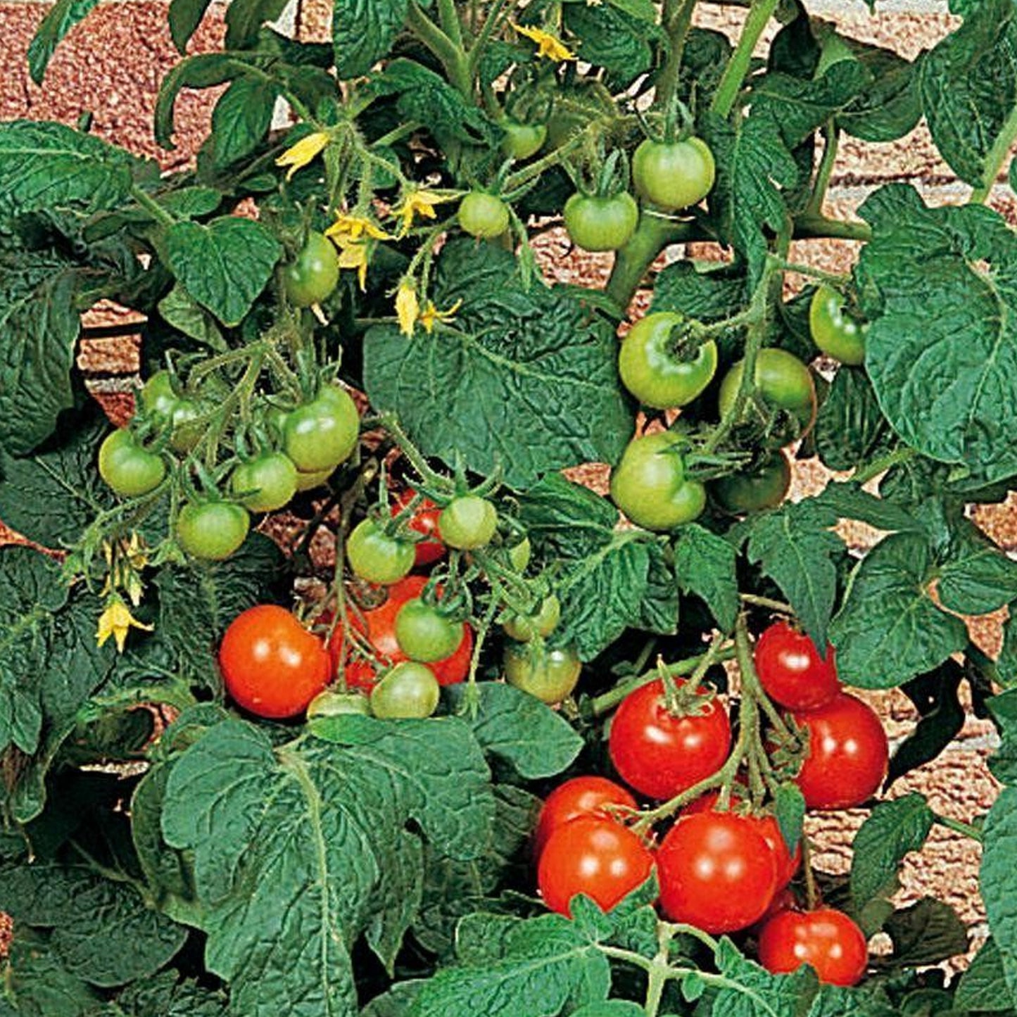 Tomatoes Totem