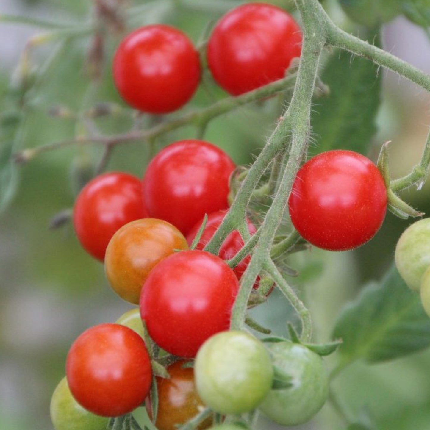 Tomatoes Tumbling Tom