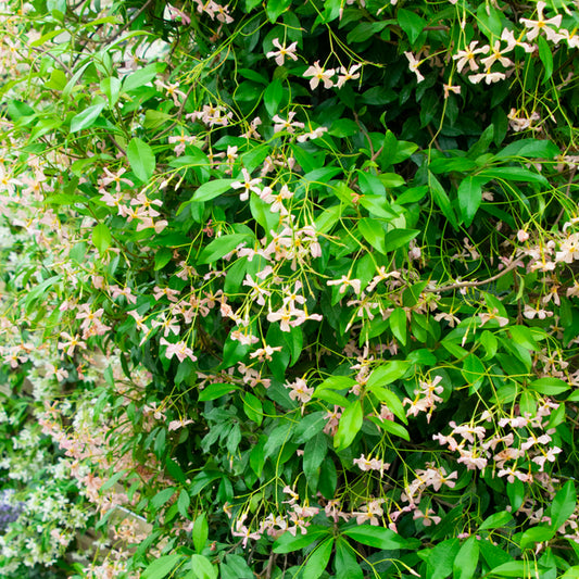 Trachelospermum Pink Showers