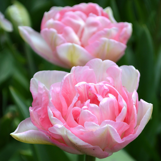 Tulip Angelique -MASTER-
