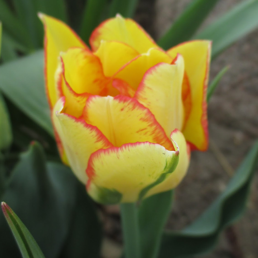 Tulip Aquilla -MASTER-