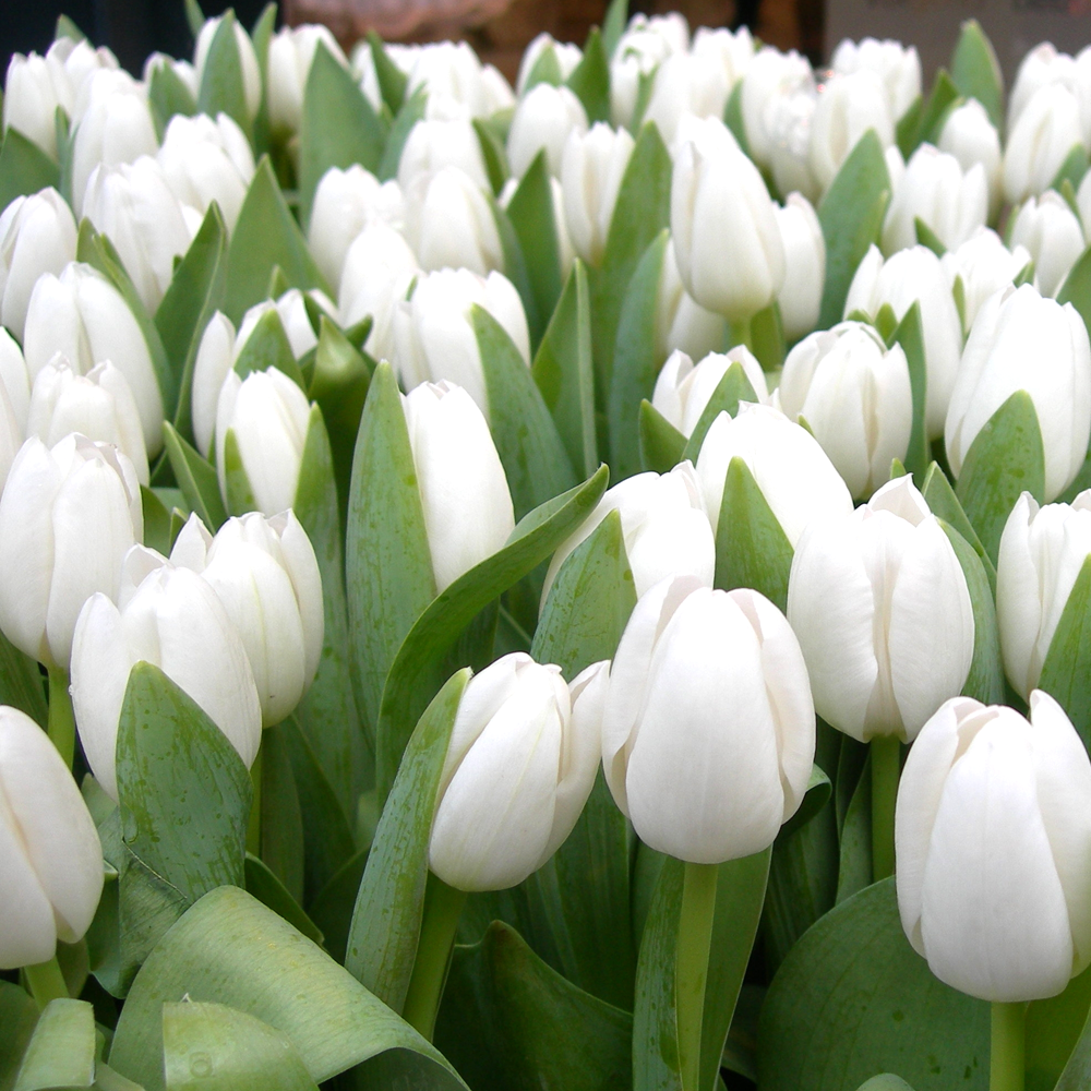 Tulip White Dream -MASTER-