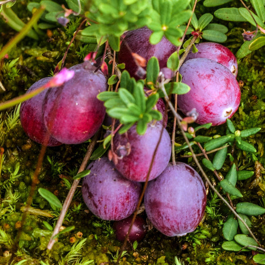 Cranberry Pilgrim