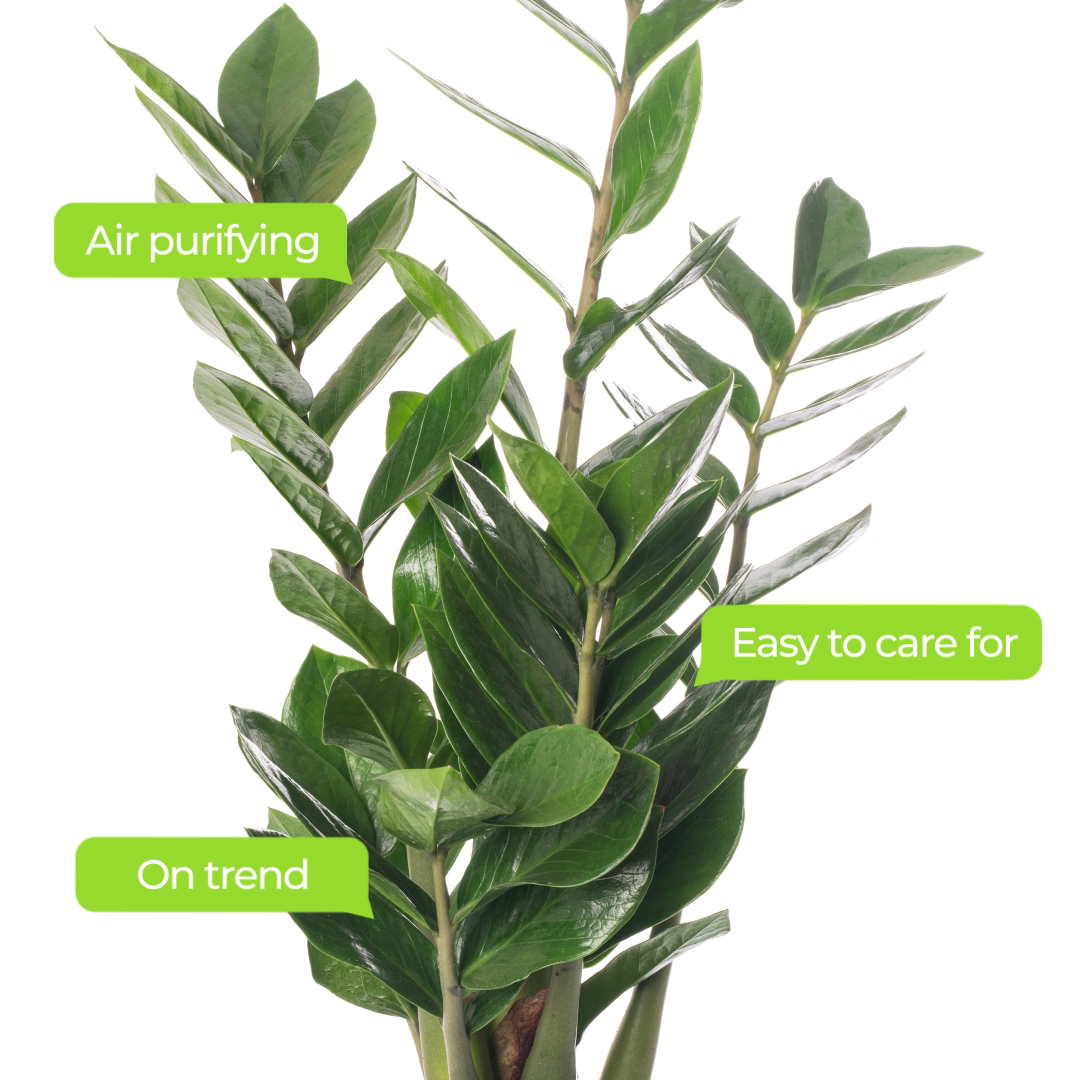 30-40cm (incl. Pot)