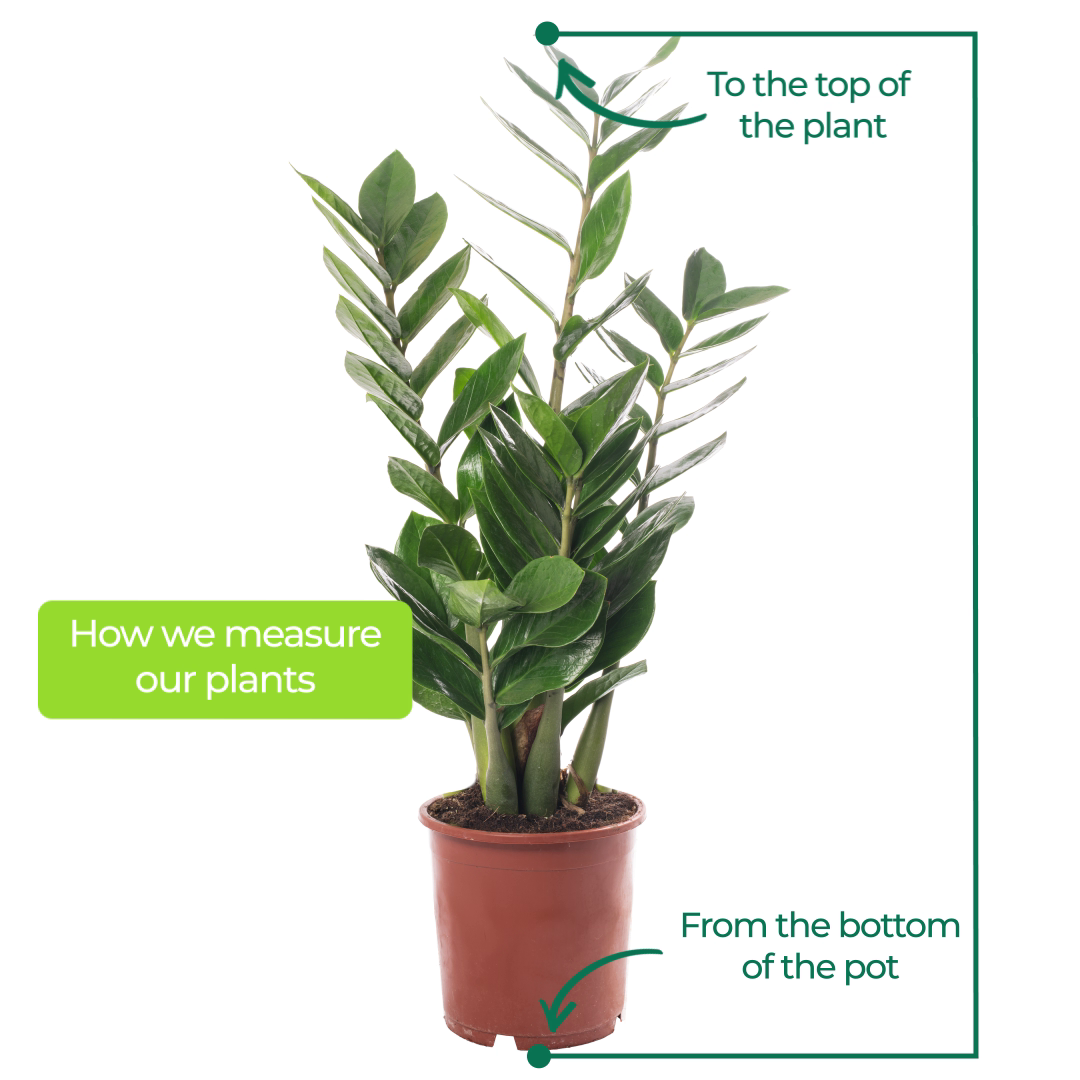 30-40cm (incl. Pot)