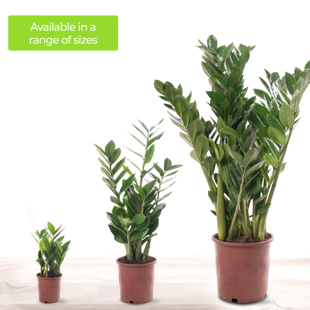 30-40cm (incl. Pot)