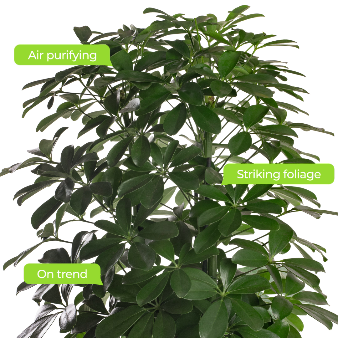 Schefflera Nora Umbrella Plant