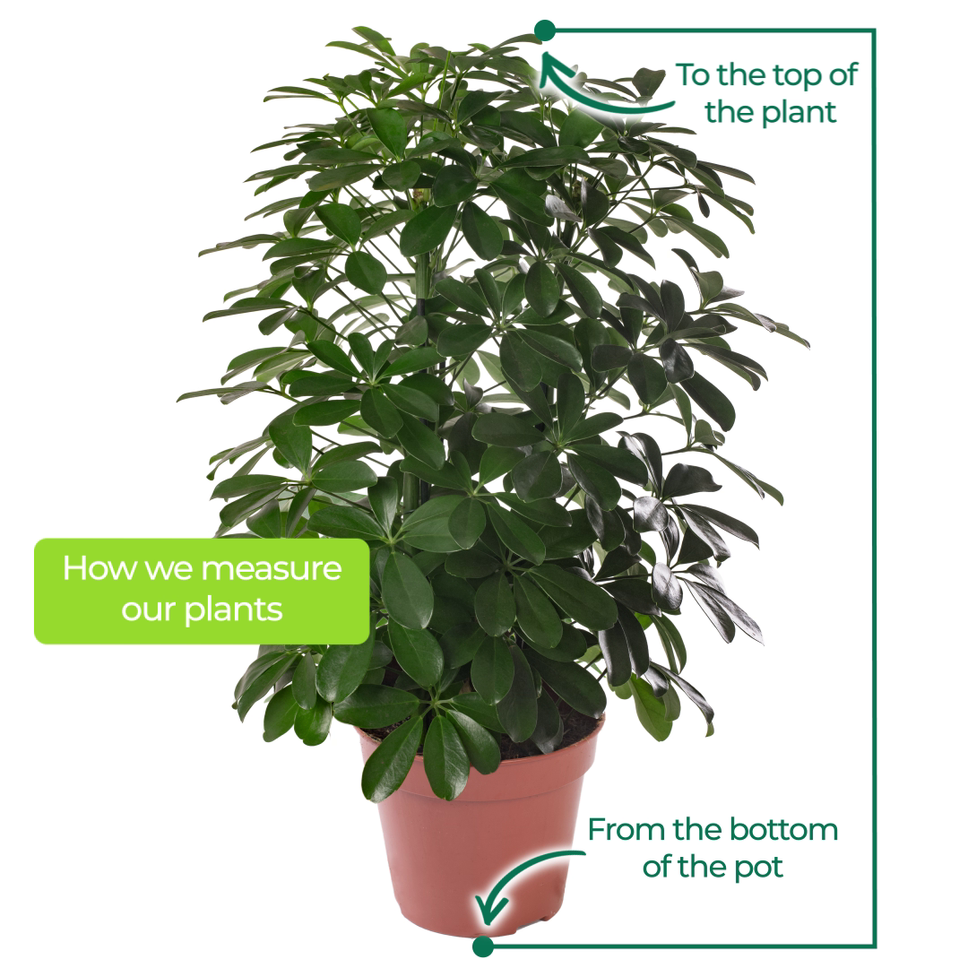 Schefflera Nora Umbrella Plant