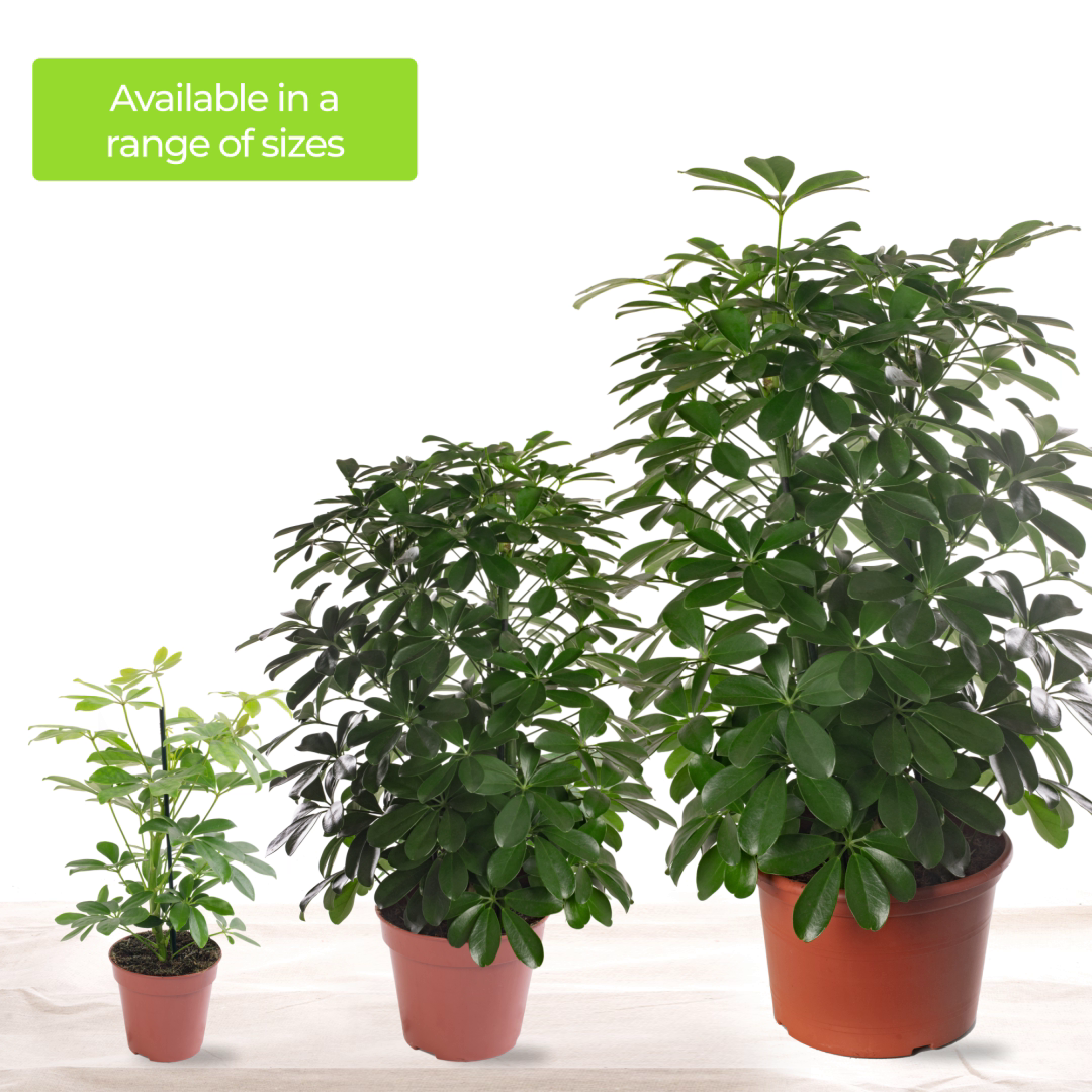 Schefflera Nora Umbrella Plant