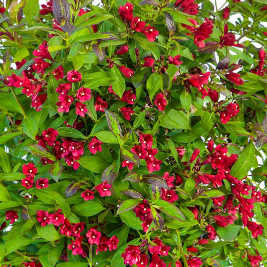 Weigela Camouflage