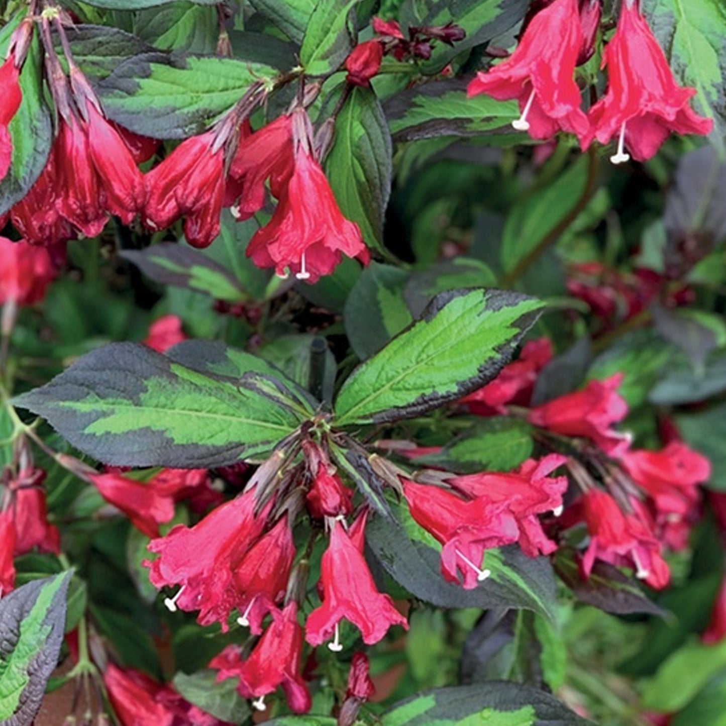 Weigela Camouflage