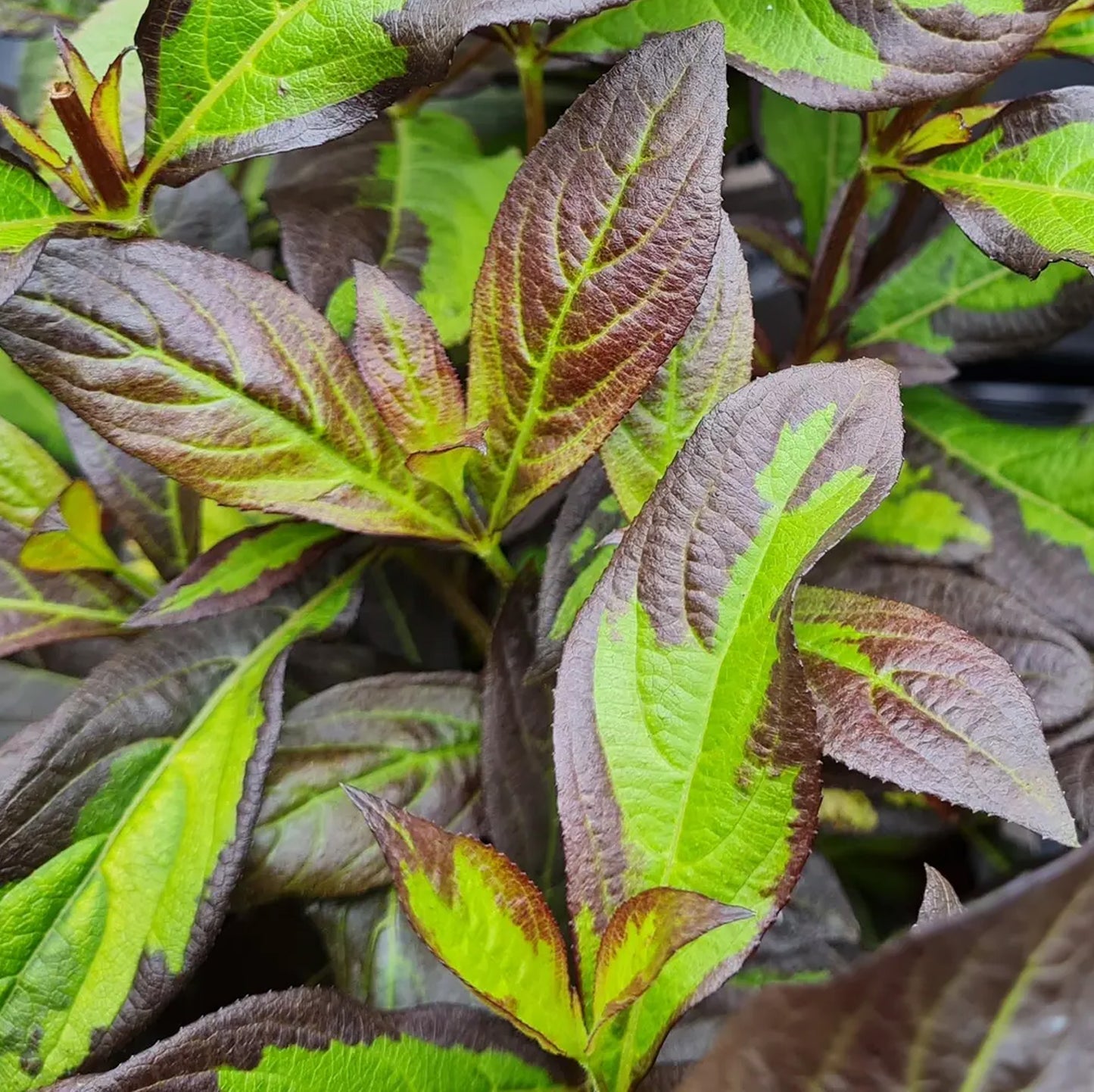 Weigela Camouflage