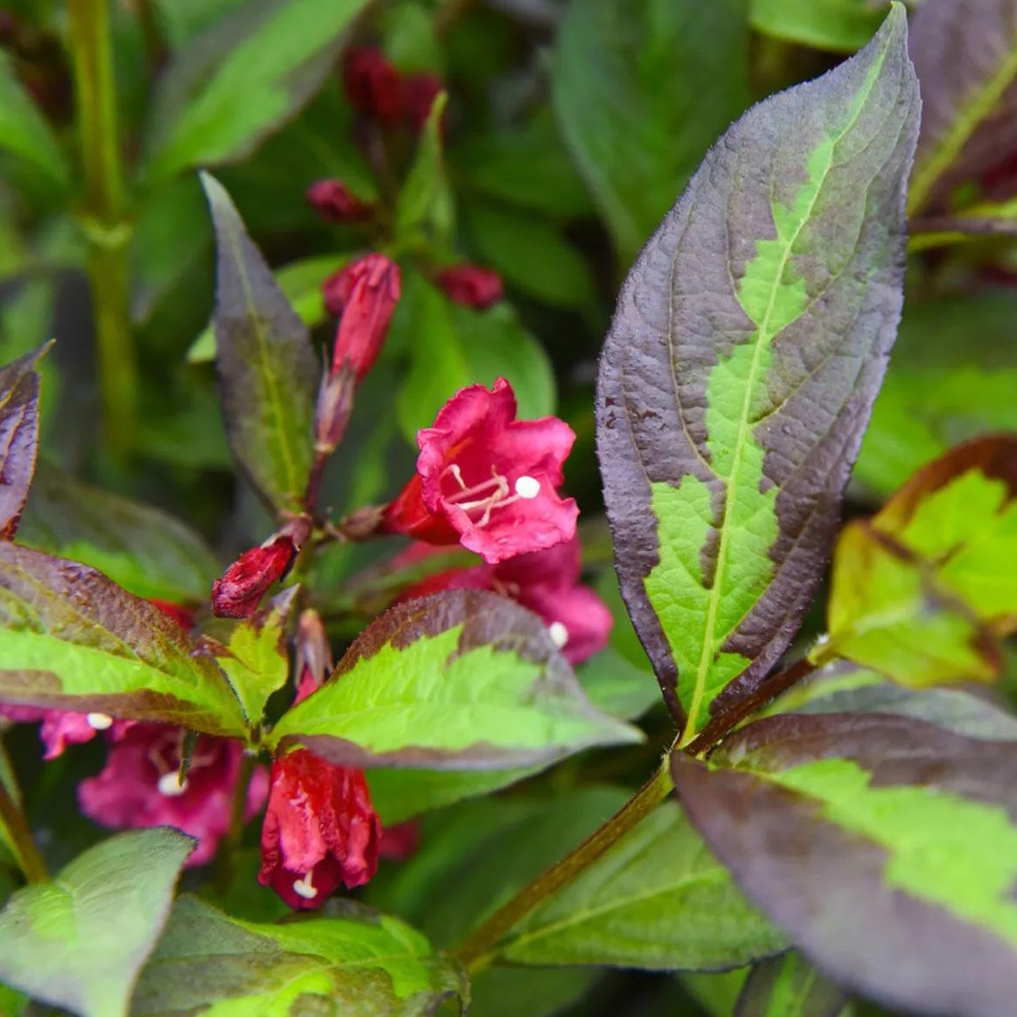 Weigela Camouflage