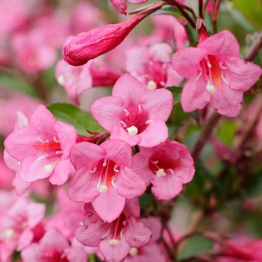 Weigela Rumba