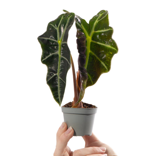 Baby Plants Alocasia Curly Bambino