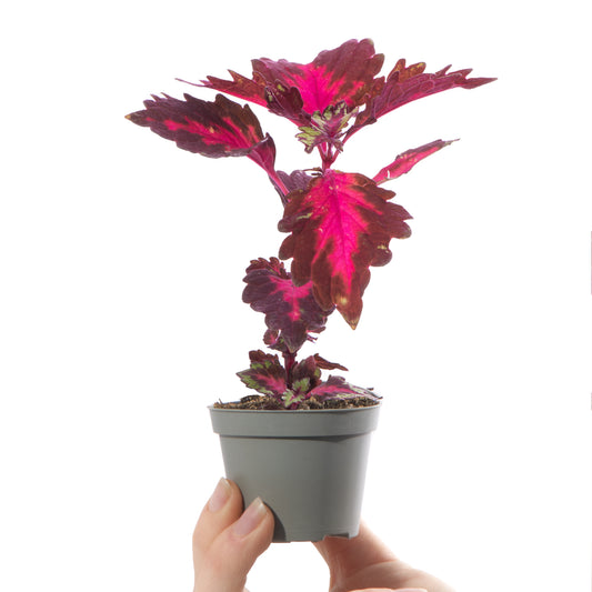 Baby Plants - Coleus Stained Glassworks Royalty