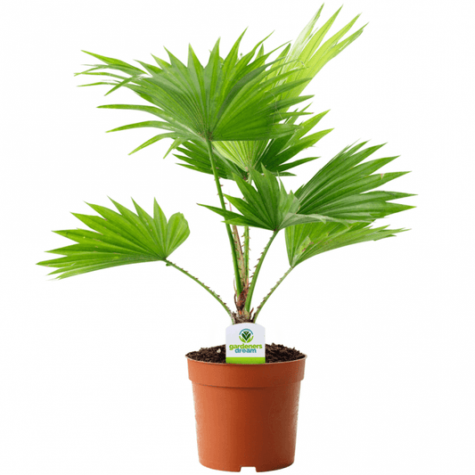 Livistona Palm (12cm)