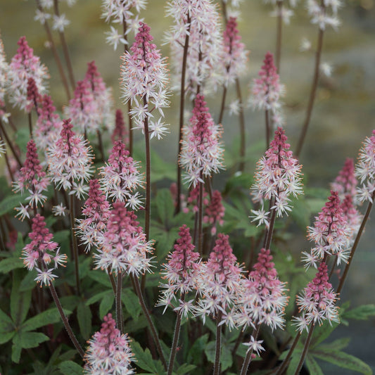 Tiarella Raspberry Sundae (9cm)