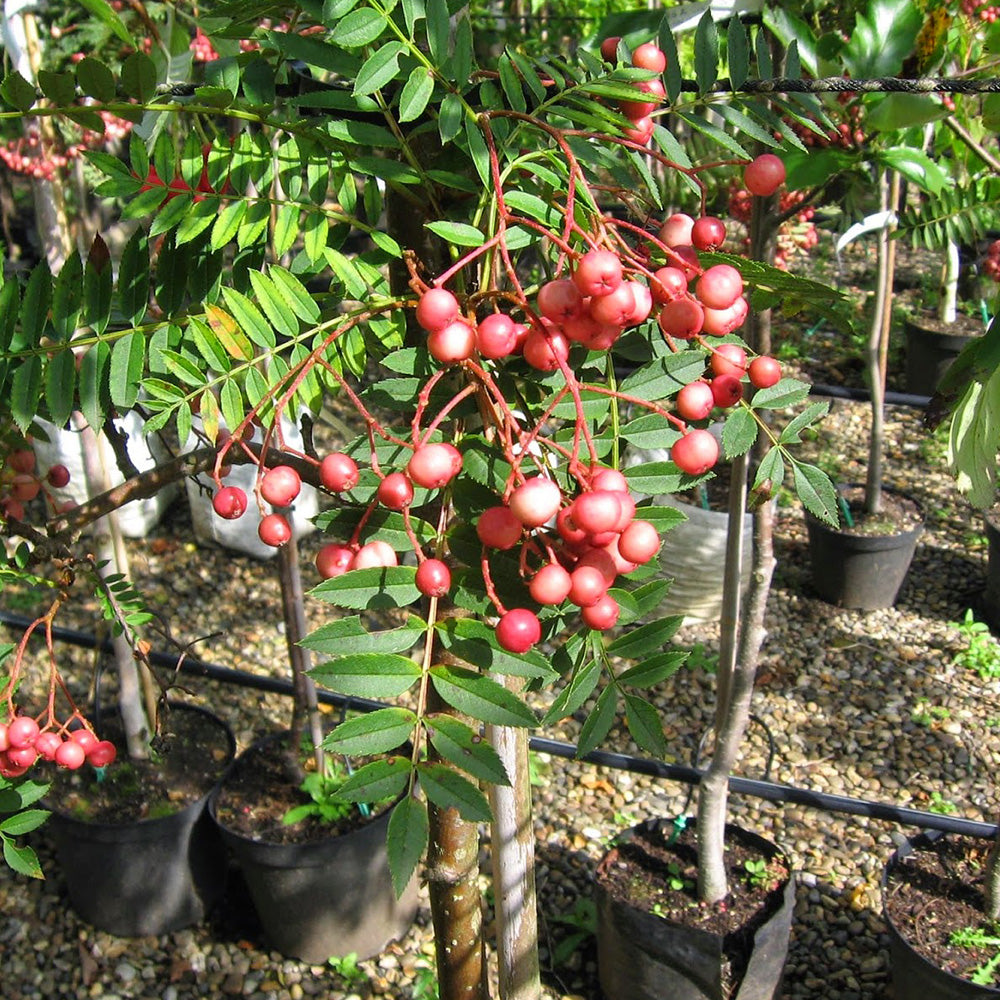 Sorbus Vilmorinii Tree (12L, 5-6ft)