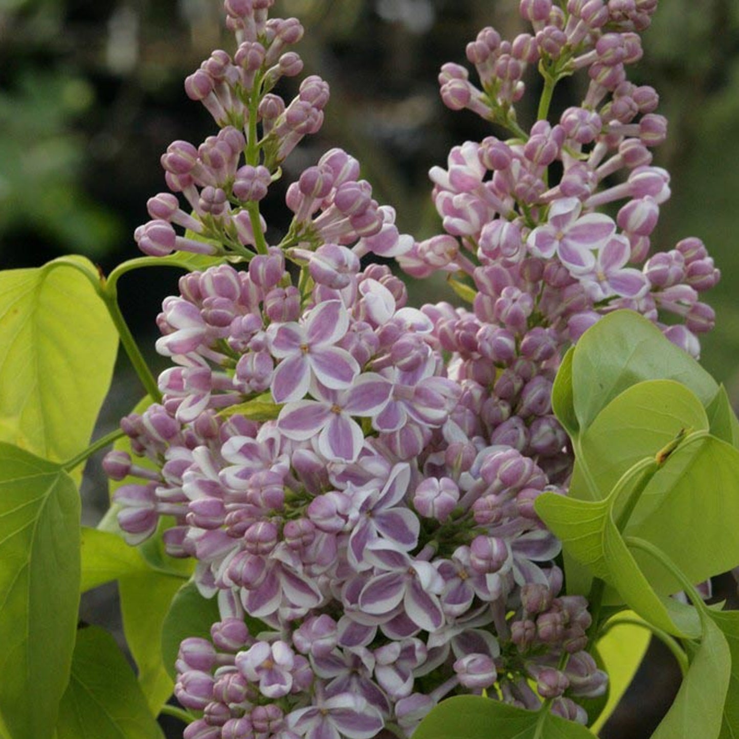 Syringa Lila Wonder (9cm)