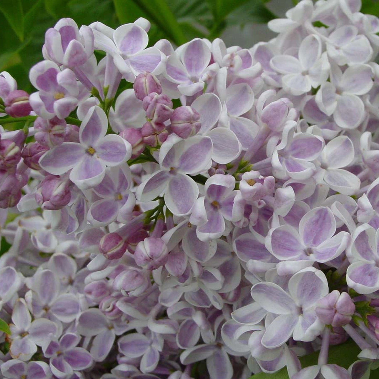 Syringa Lila Wonder (9cm)