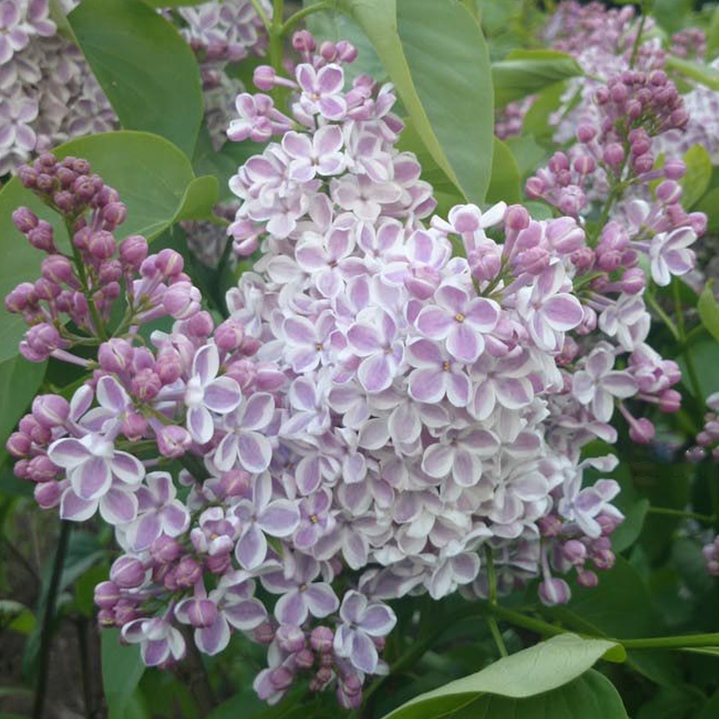 Syringa Lila Wonder (9cm)