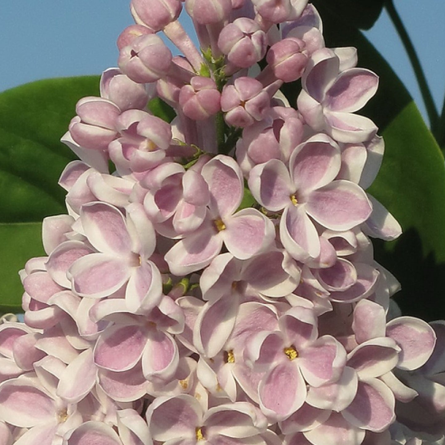 Syringa Lila Wonder (9cm)