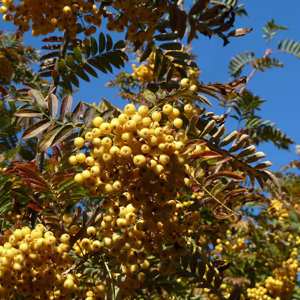 Sorbus Joseph Rock Tree (12L, 5-6ft)