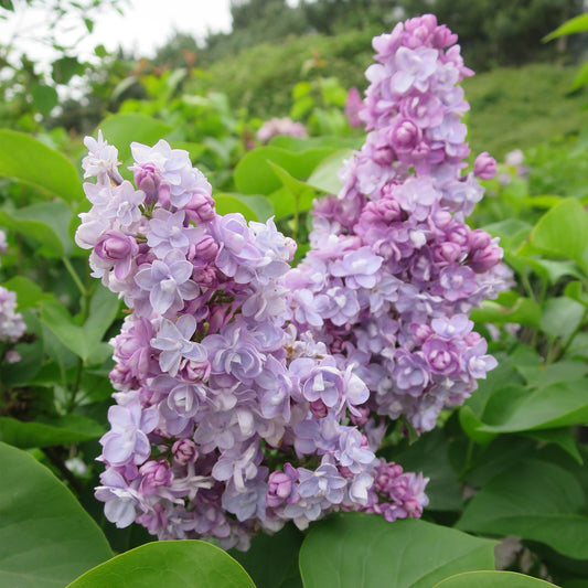 Syringa Carpe Diem (9cm)