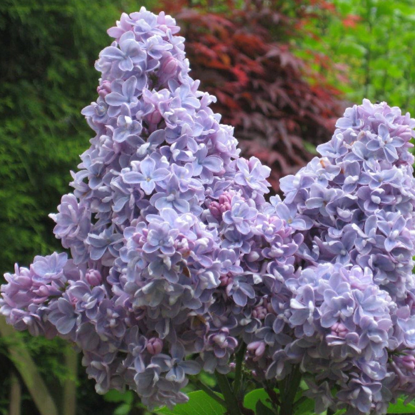 Syringa Carpe Diem (9cm)