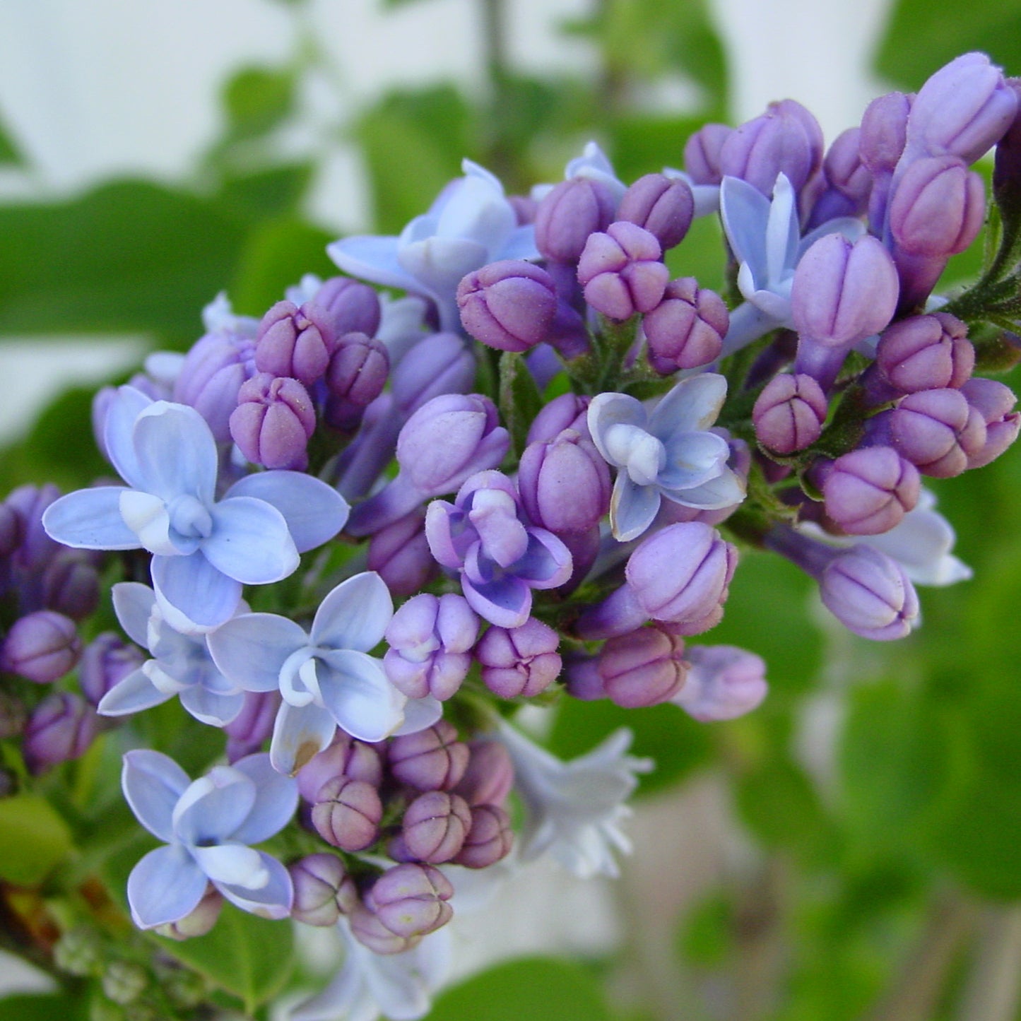 Syringa Carpe Diem (9cm)