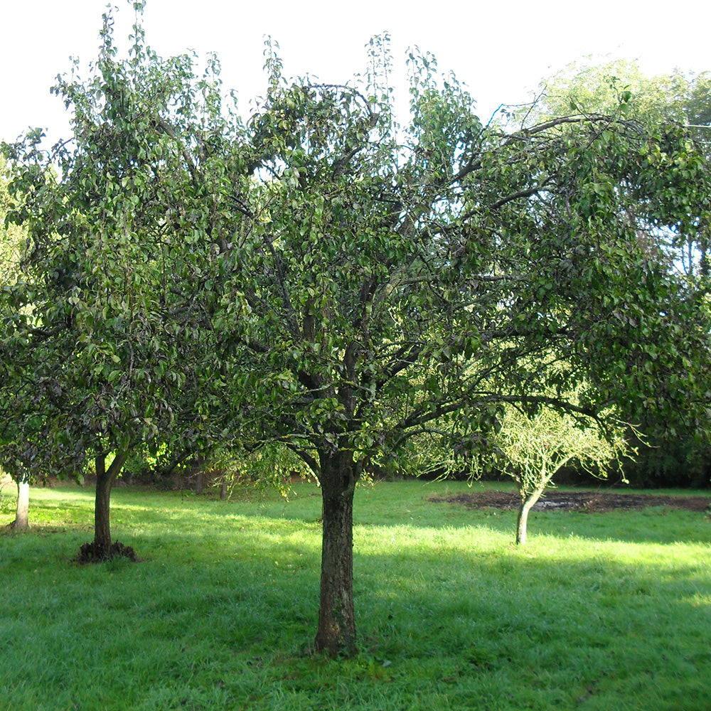 Pear Conference Tree (12L, 4-5ft)