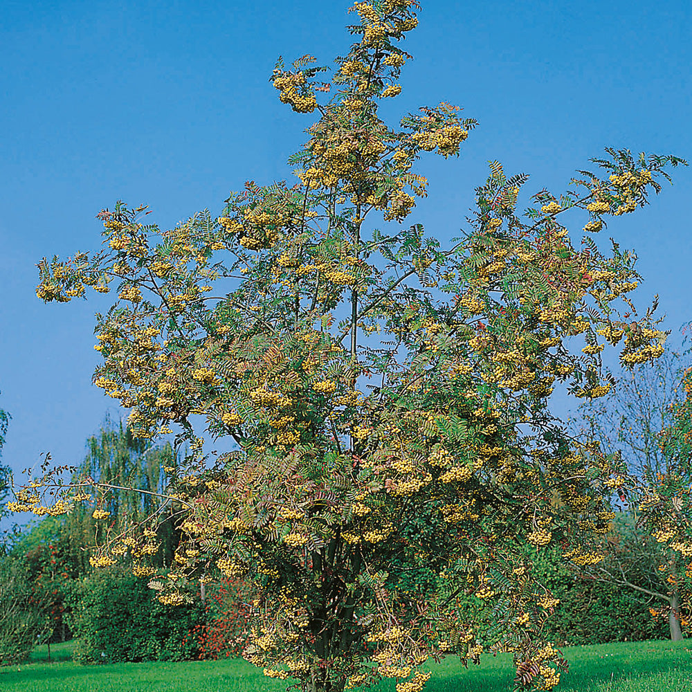 Sorbus Joseph Rock Tree (12L, 5-6ft)