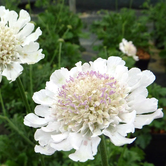 Scabiosa White (9cm)