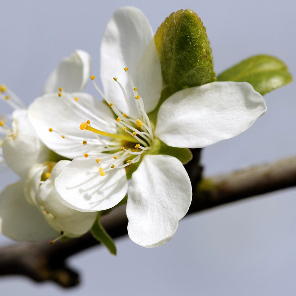 Plum Damson Merryweather Tree (St Julian)