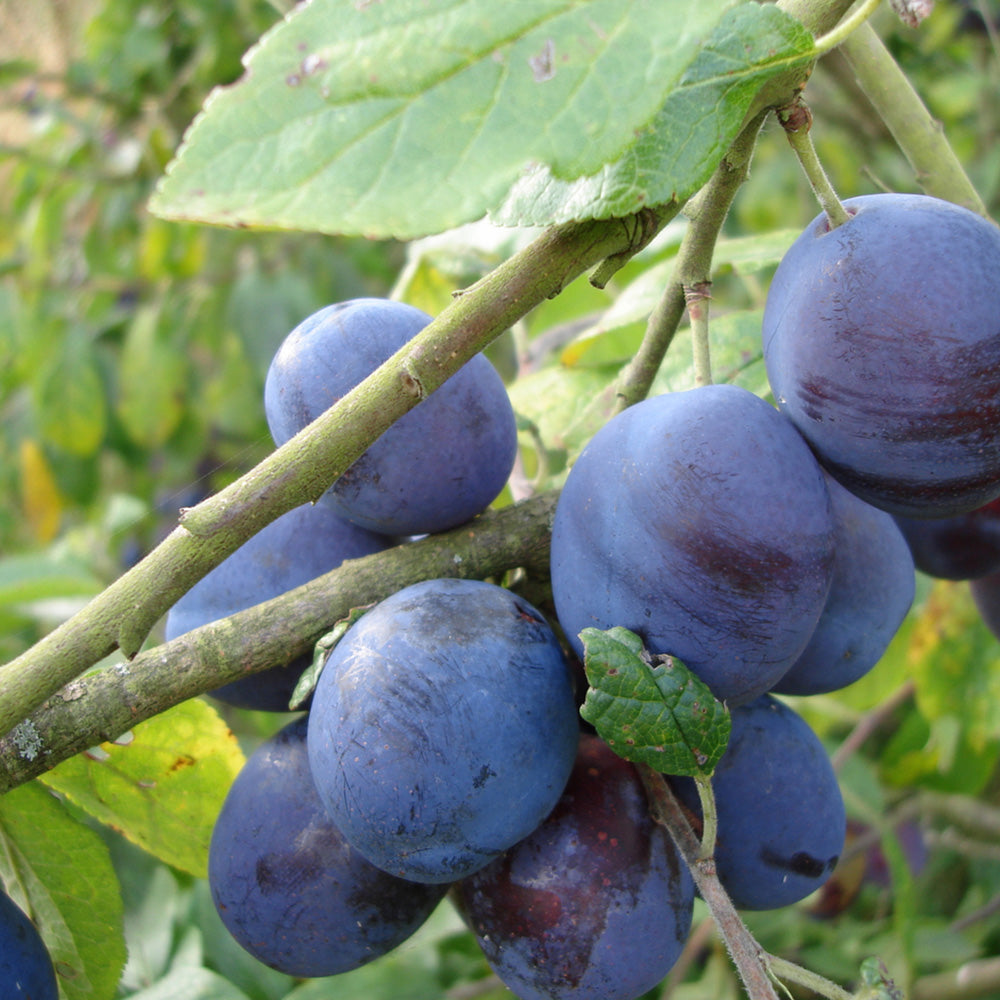 Plum Damson Merryweather Tree (St Julian)