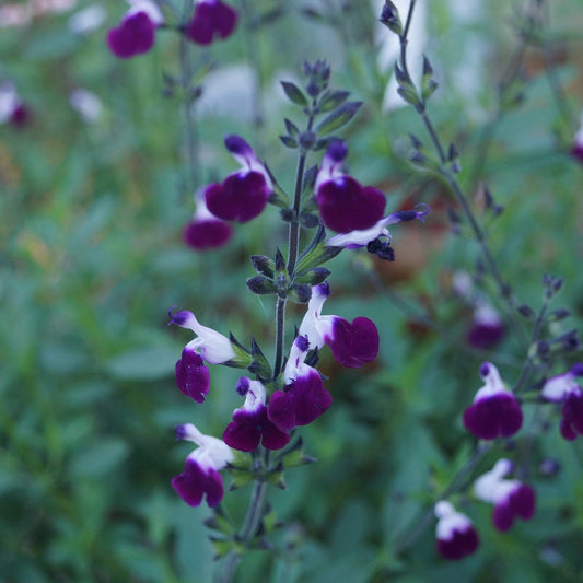 Salvia Amethyst Lips (9cm)