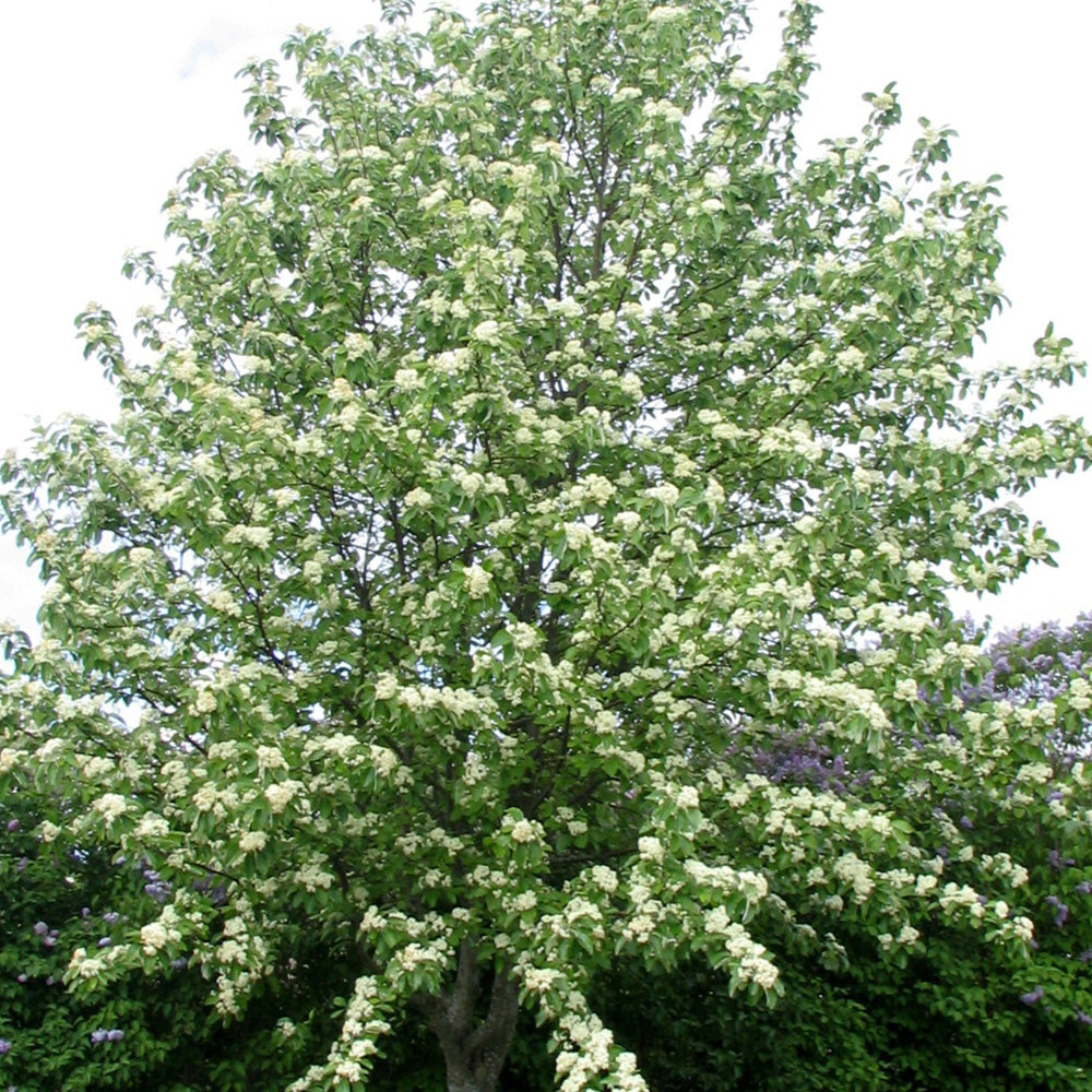 Sorbus Lutescens Tree (12L, 5-6ft)