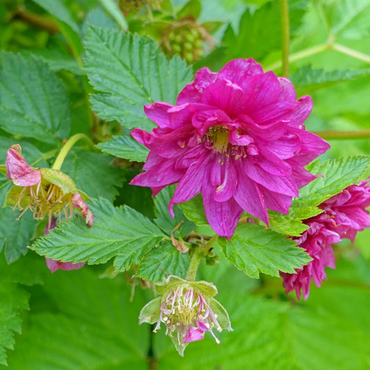 Rubus Olympic Double (9cm)