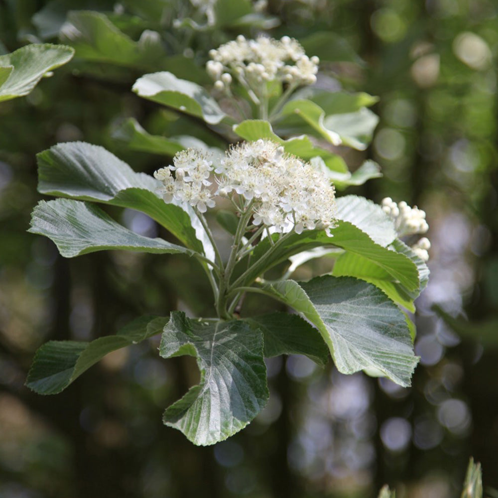 Sorbus Lutescens Tree (12L, 5-6ft)