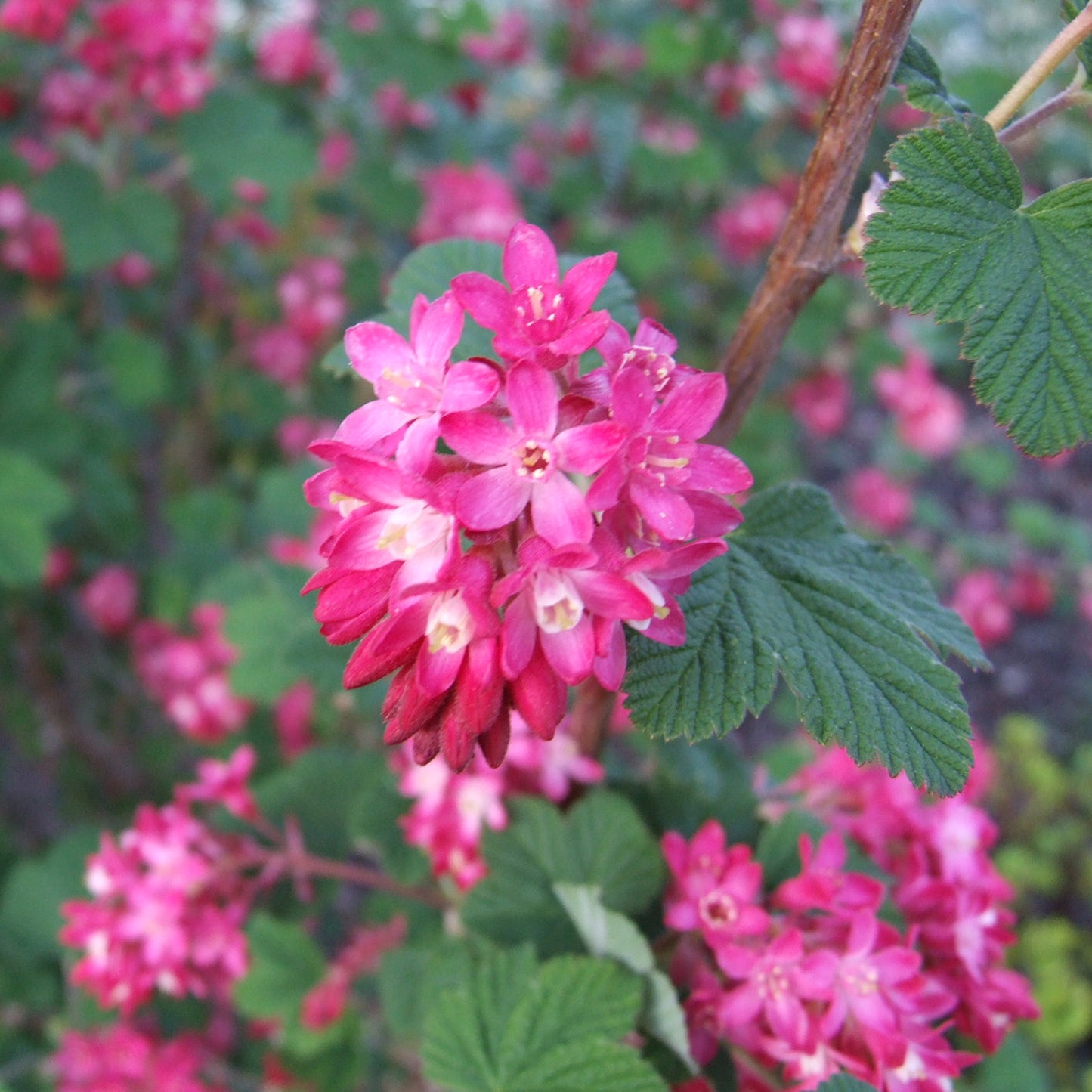 Ribes Pulborough Scarlet (9cm)