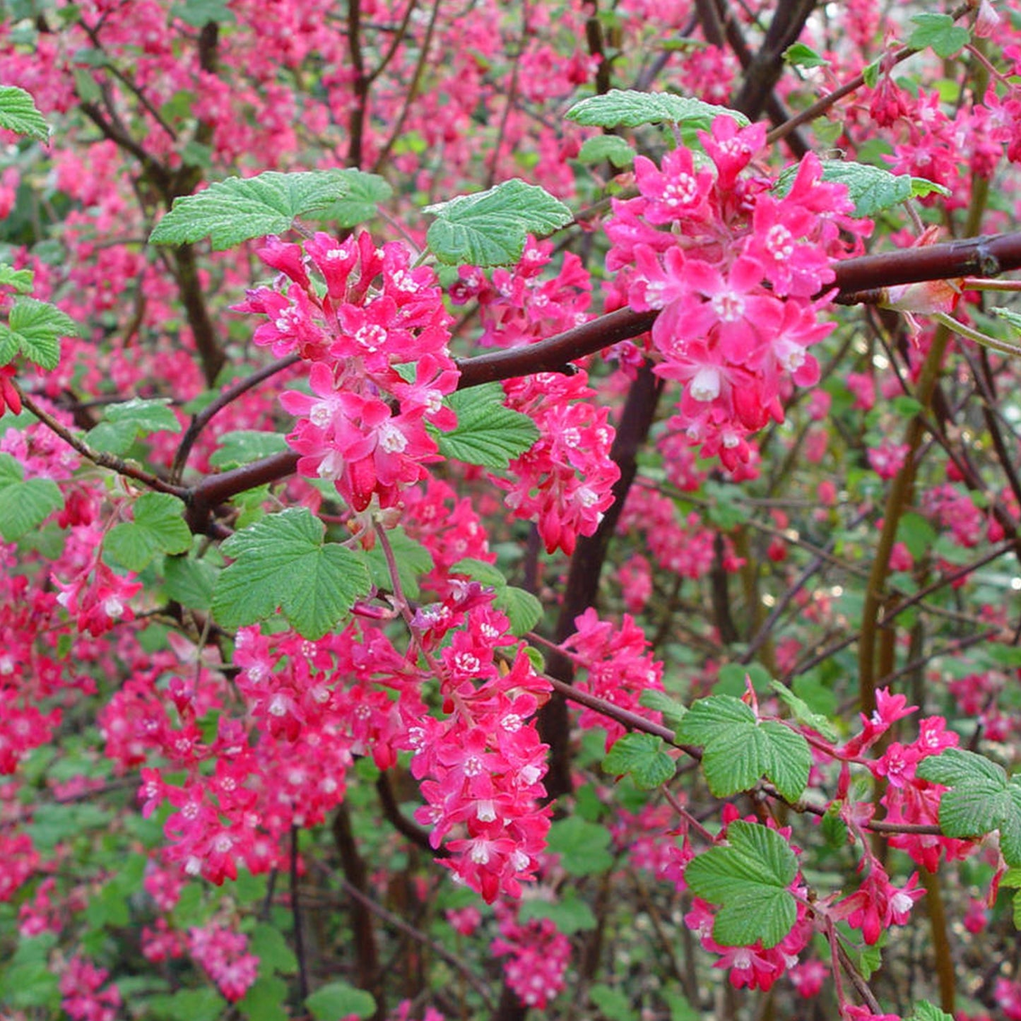 Ribes Pulborough Scarlet (9cm)