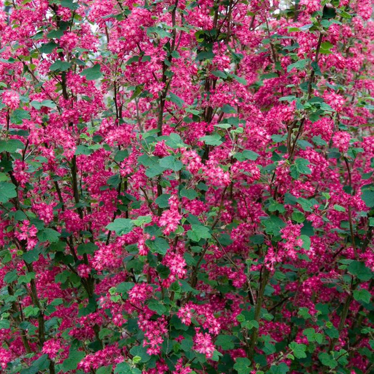 Ribes Pulborough Scarlet (9cm)