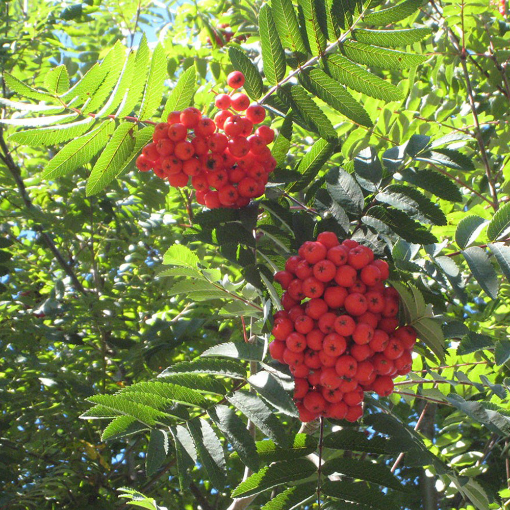 Sorbus Cardinal Royal Tree (12L, 5-6ft)