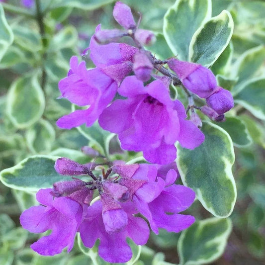 Prostanthera Variegata (9cm)