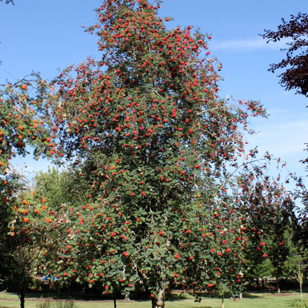 Sorbus Cardinal Royal Tree (12L, 5-6ft)