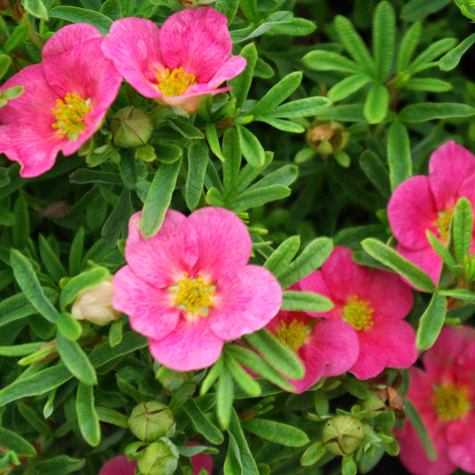 Potentilla Bellissima (9cm)